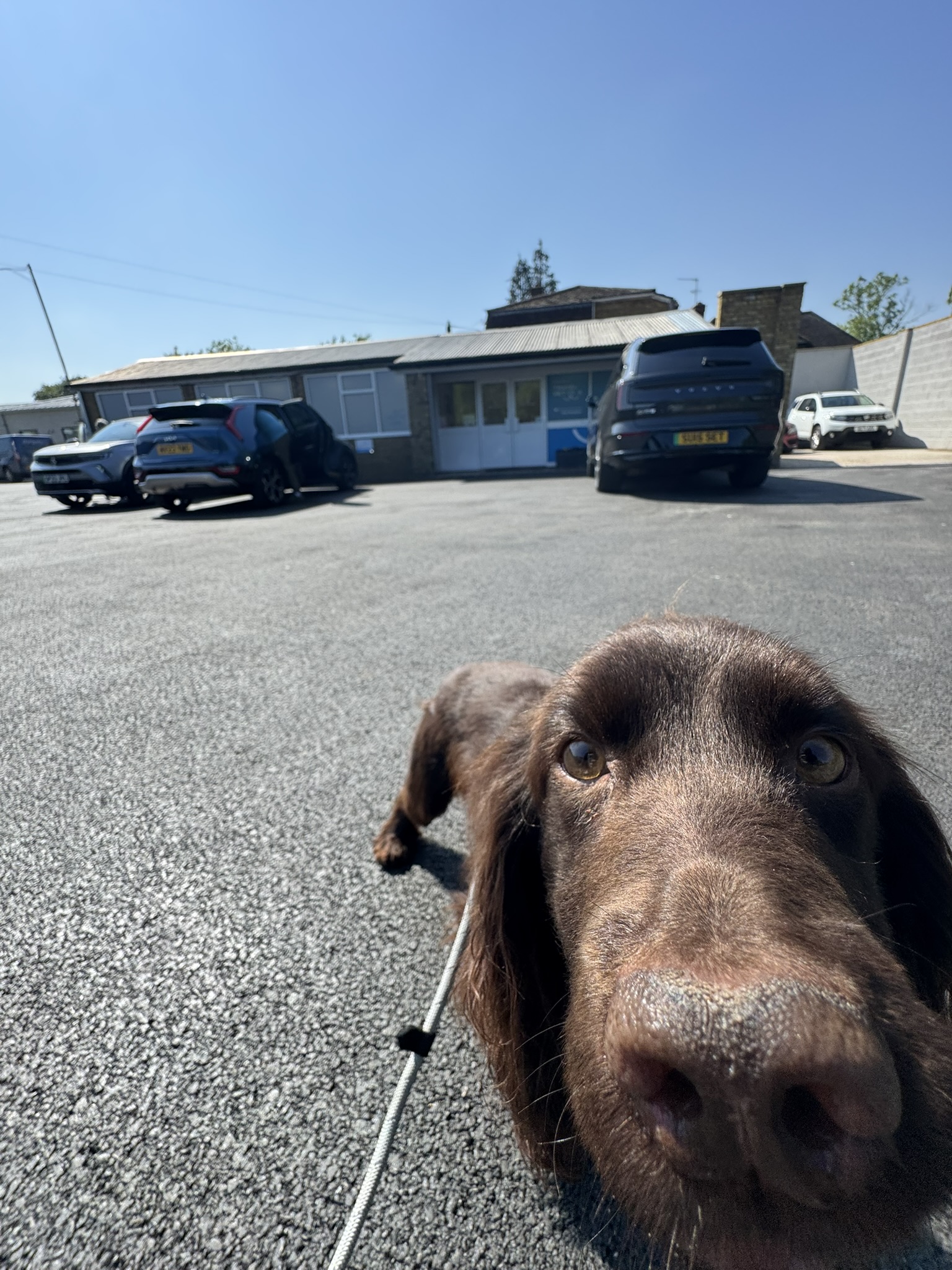 Happy dog during transport