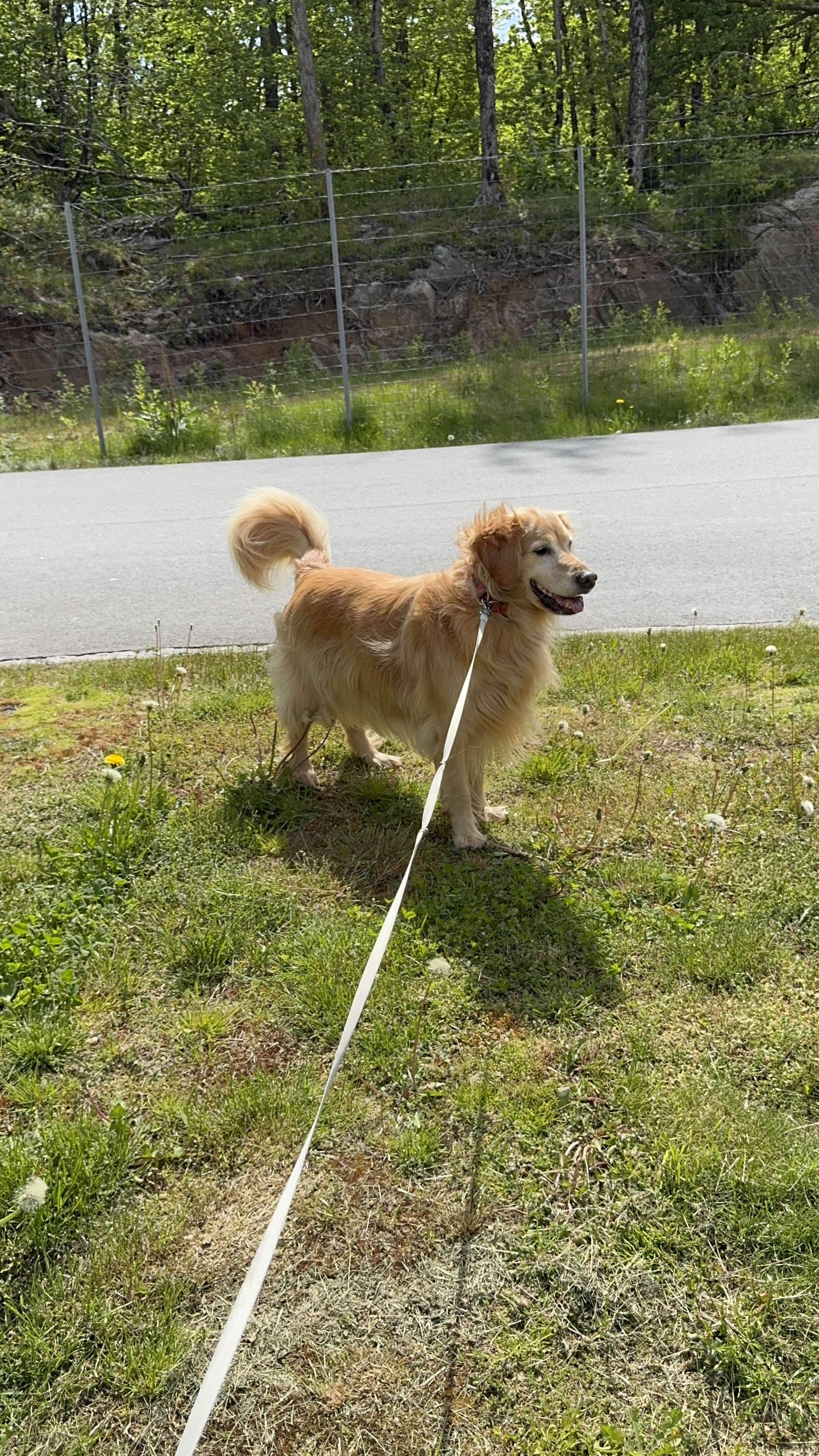 Pet being gently handled by driver
