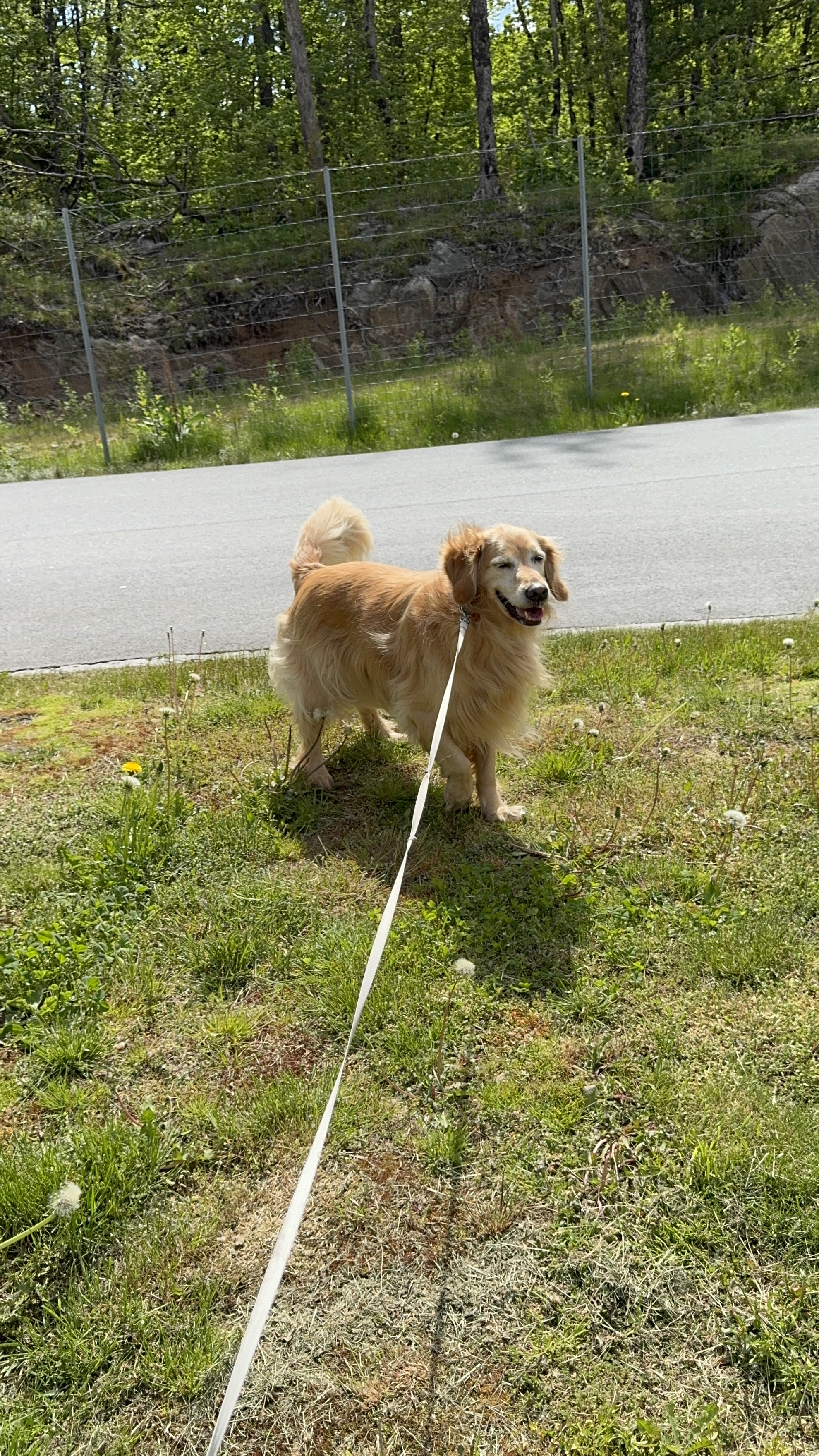 Pet enjoying a rest stop